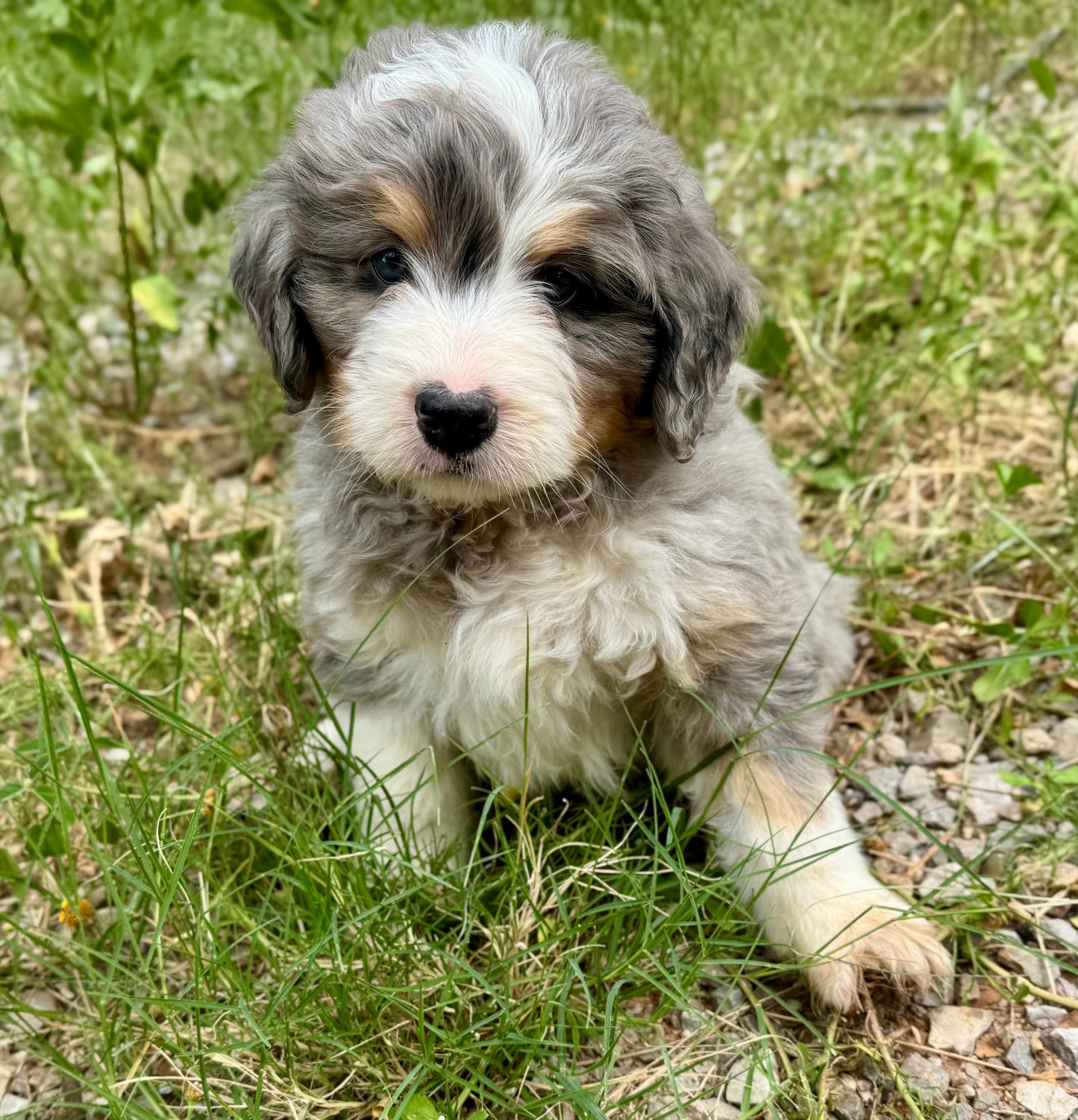 F1 Standard Bernedoodle (male) "Tigger"