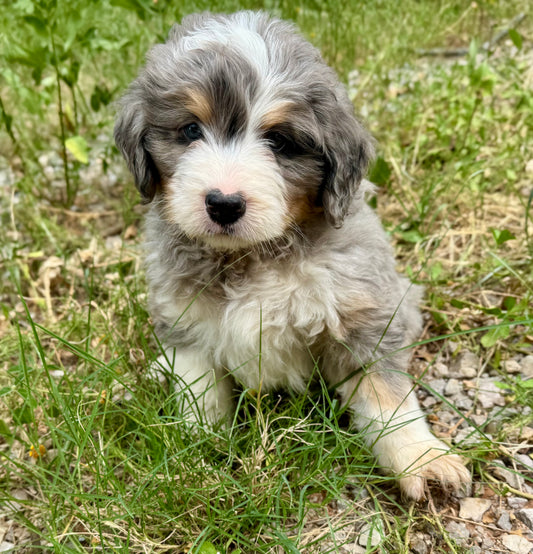 F1 Standard Bernedoodle (male) "Tigger"