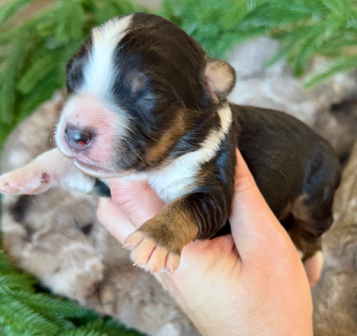 F1 Standard Bernedoodle (male) “Donald Duck”