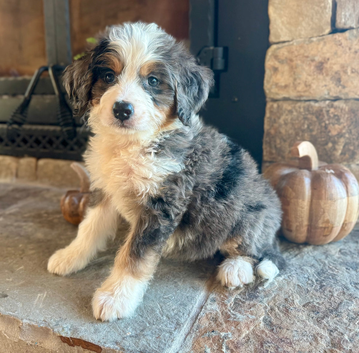 F1 Standard Bernedoodle (female) “Maria Von Trapp”