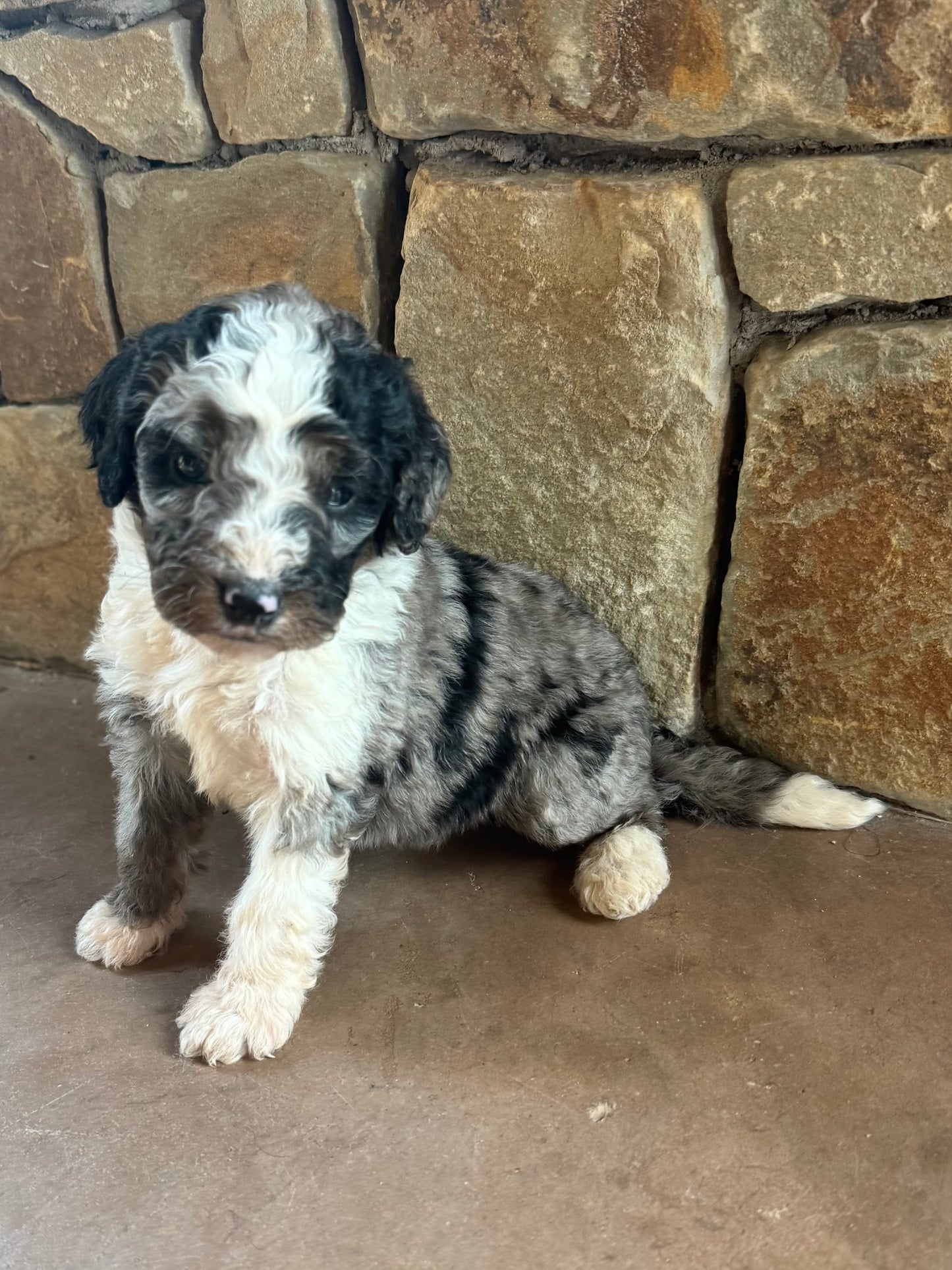 F1B Mini/ Medium Bernedoodle (female) “Coke”