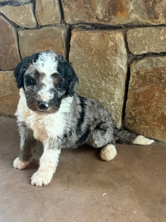 F1B Mini/ Medium Bernedoodle (female) “Coke”