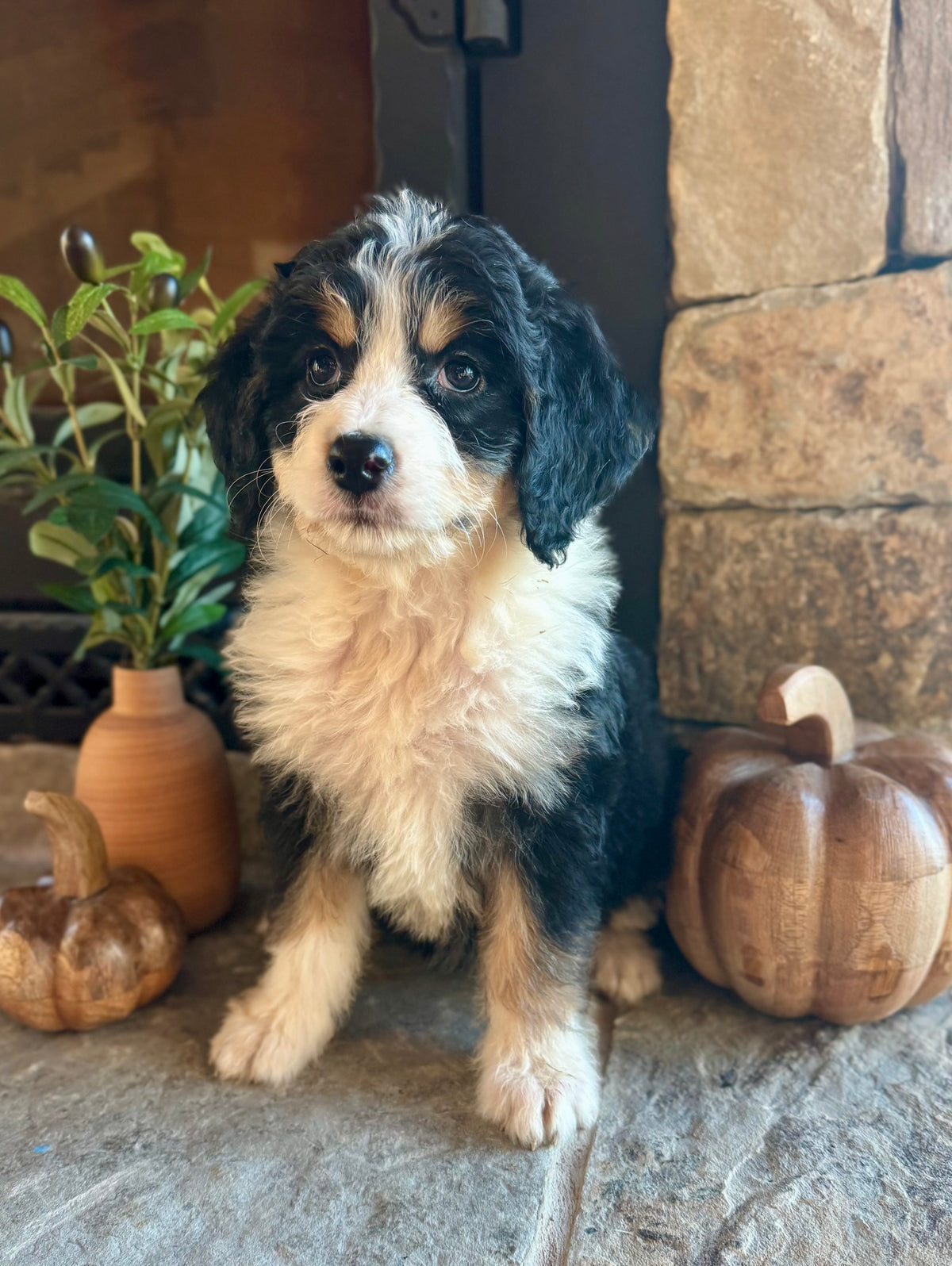 F1 Standard Bernedoodle (female) “Louisa Von Trapp”