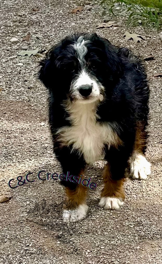 F1 mini Bernedoodle (male) “Riley Green”