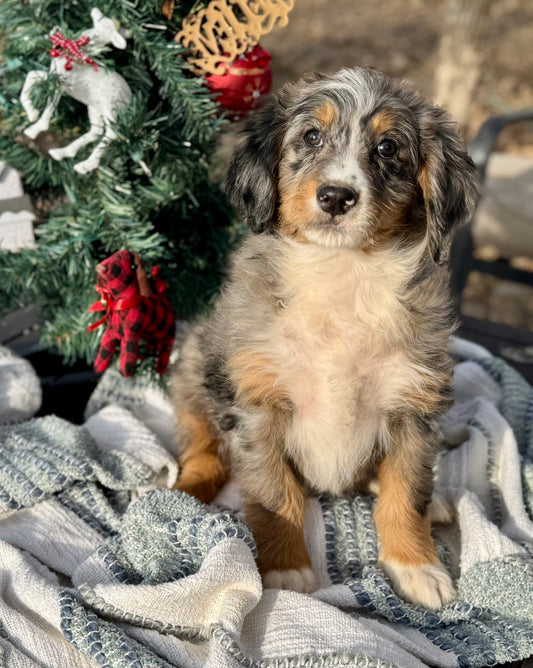 F1 medium Bernedoodle (male) "Woody"