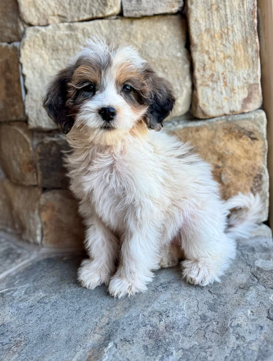 F1B Mini Bernedoodle (female) “Sierra Mist”