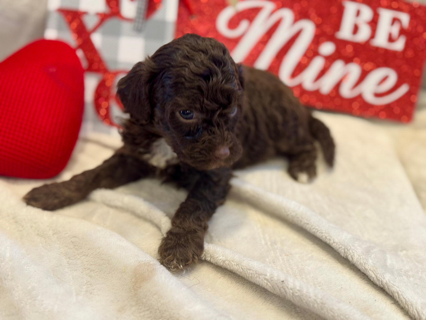 Micro Multigen Bernedoodle (female) "monica"