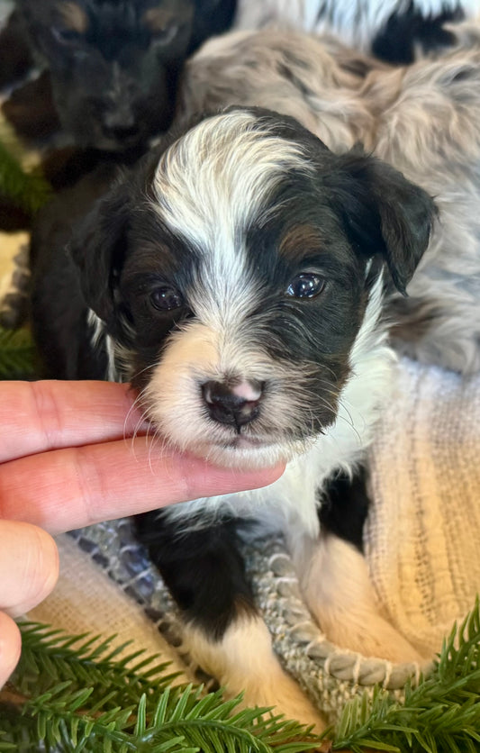 F1B Micro/Mini Bernedoodle (female) "Linnie”