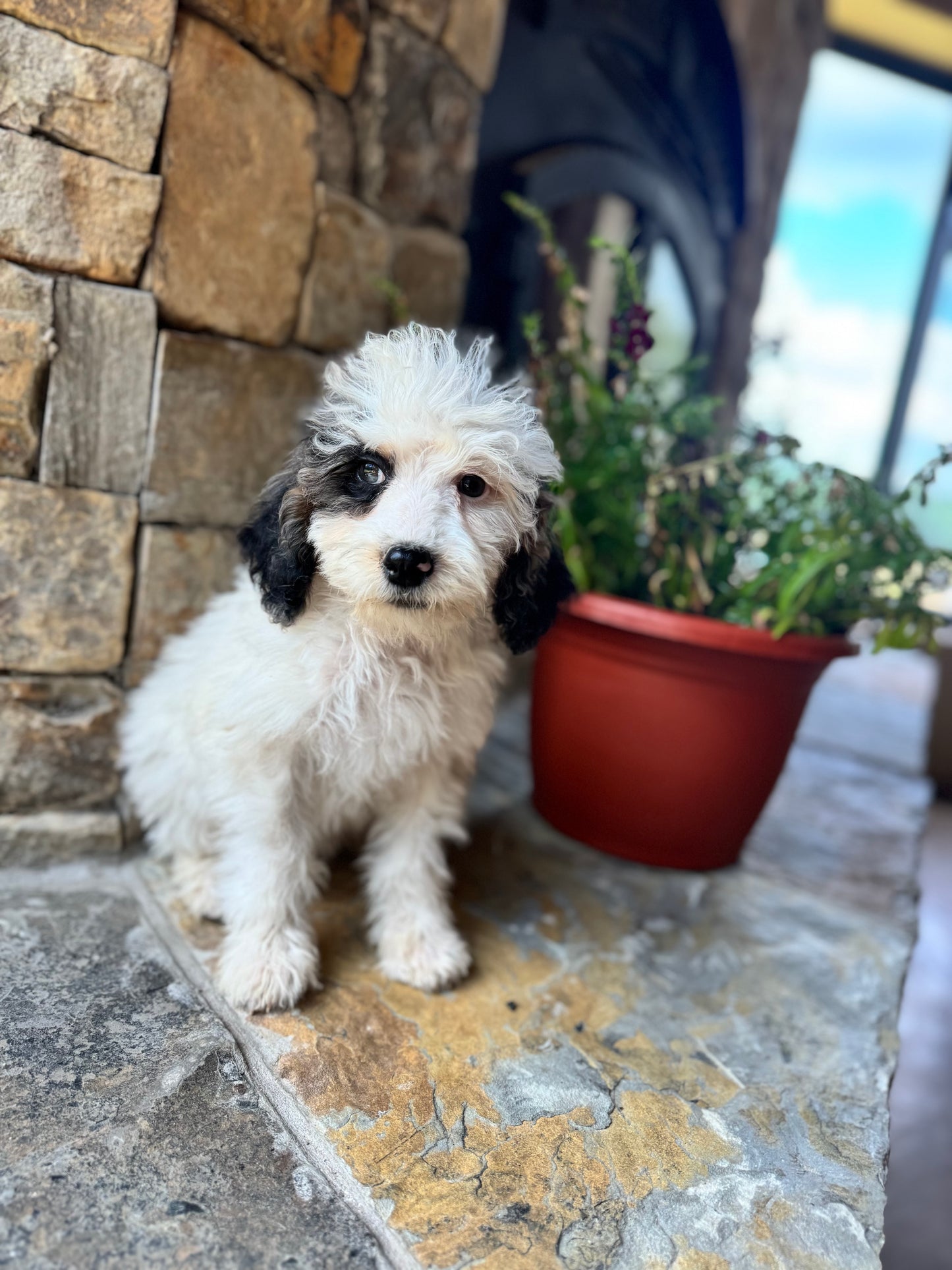F1B Mini/ Medium Bernedoodle (female) “Sprite”
