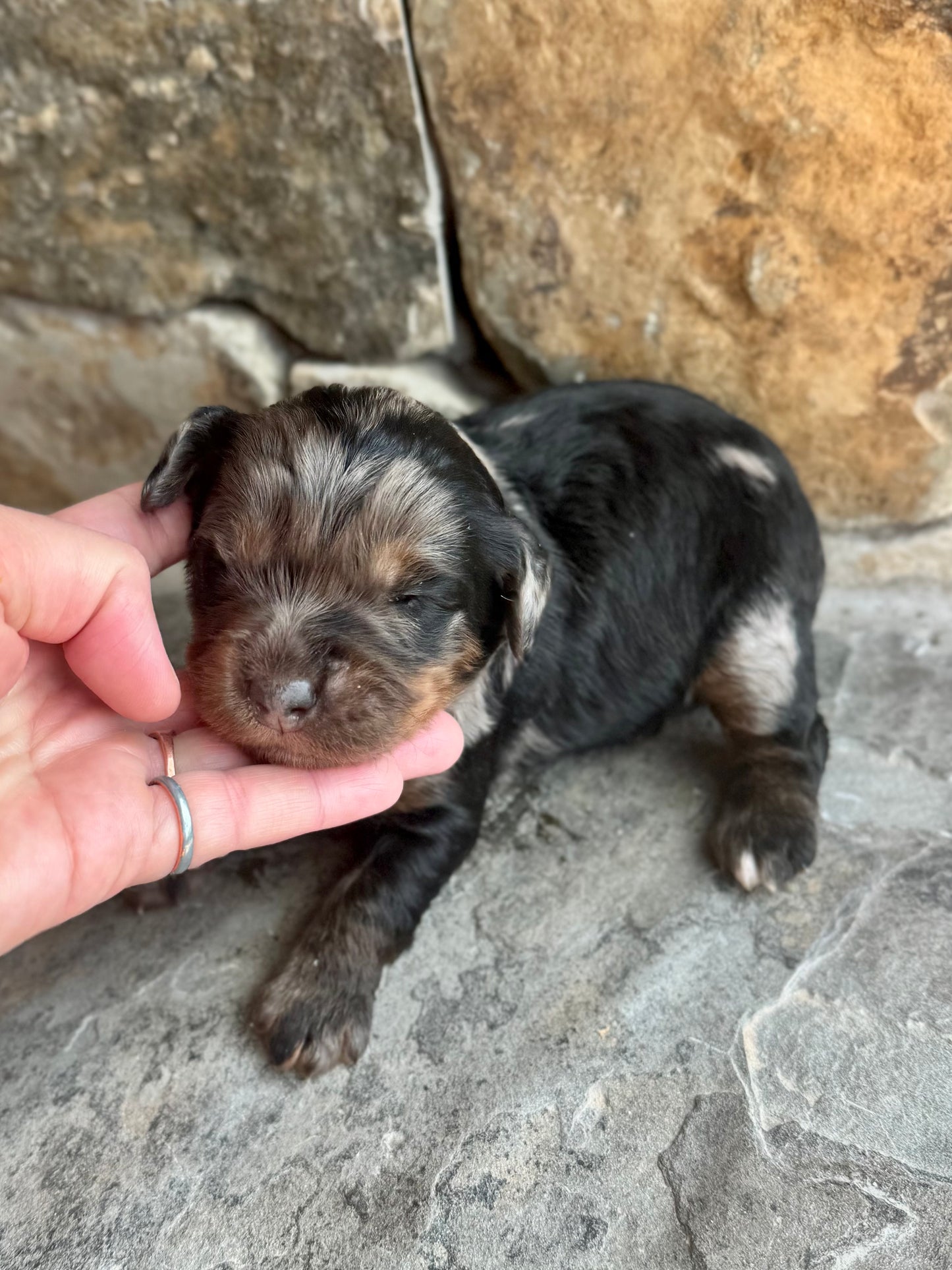 F1 mini  Bernedoodle (female) "Watermelon"