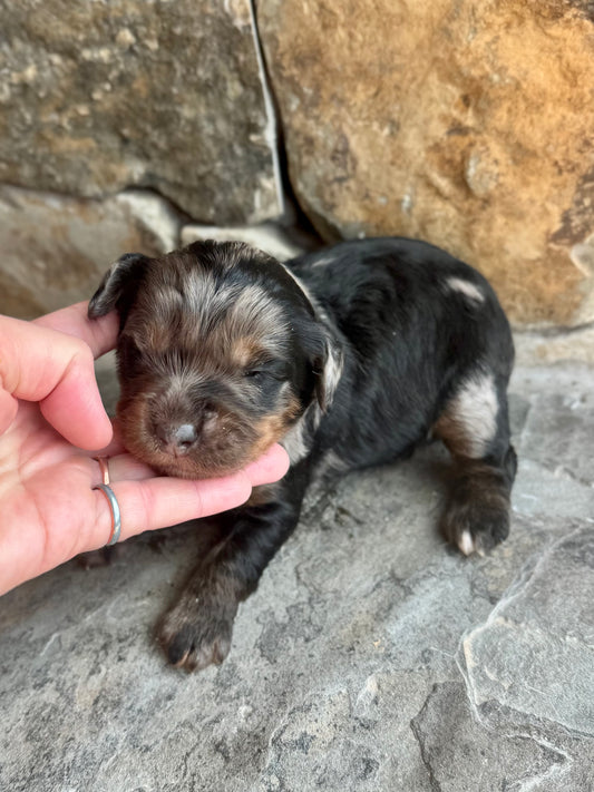 F1 mini  Bernedoodle (female) "Watermelon"