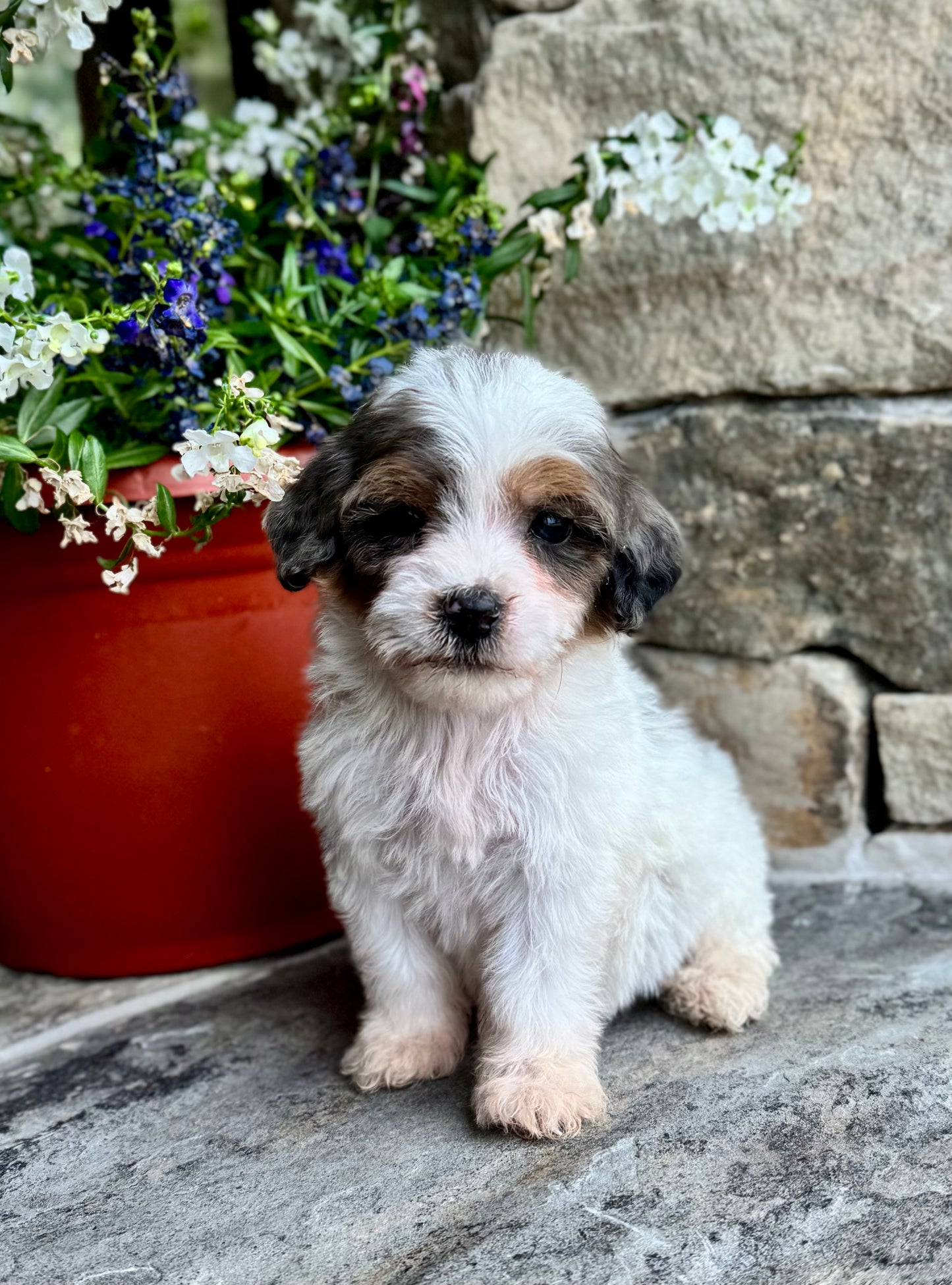 F1B Mini/ Medium Bernedoodle (female) “Sierra Mist”