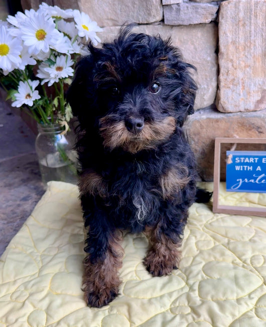 Micro/Mini Bernedoodle (female) "Mrs. Rabbit”