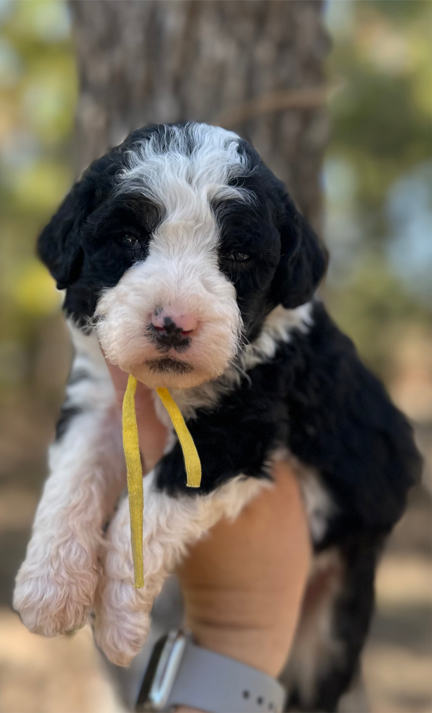 F1b Medium Bernedoodle (Female) "Pumbaa"