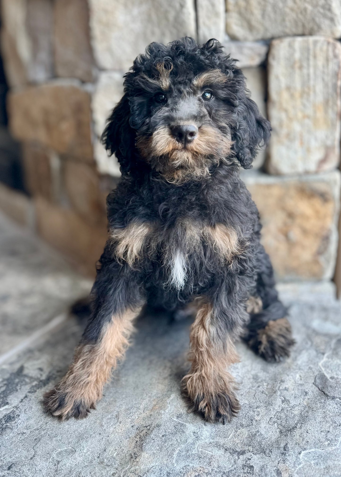F1B mini Bernedoodle (male) “ Raven”