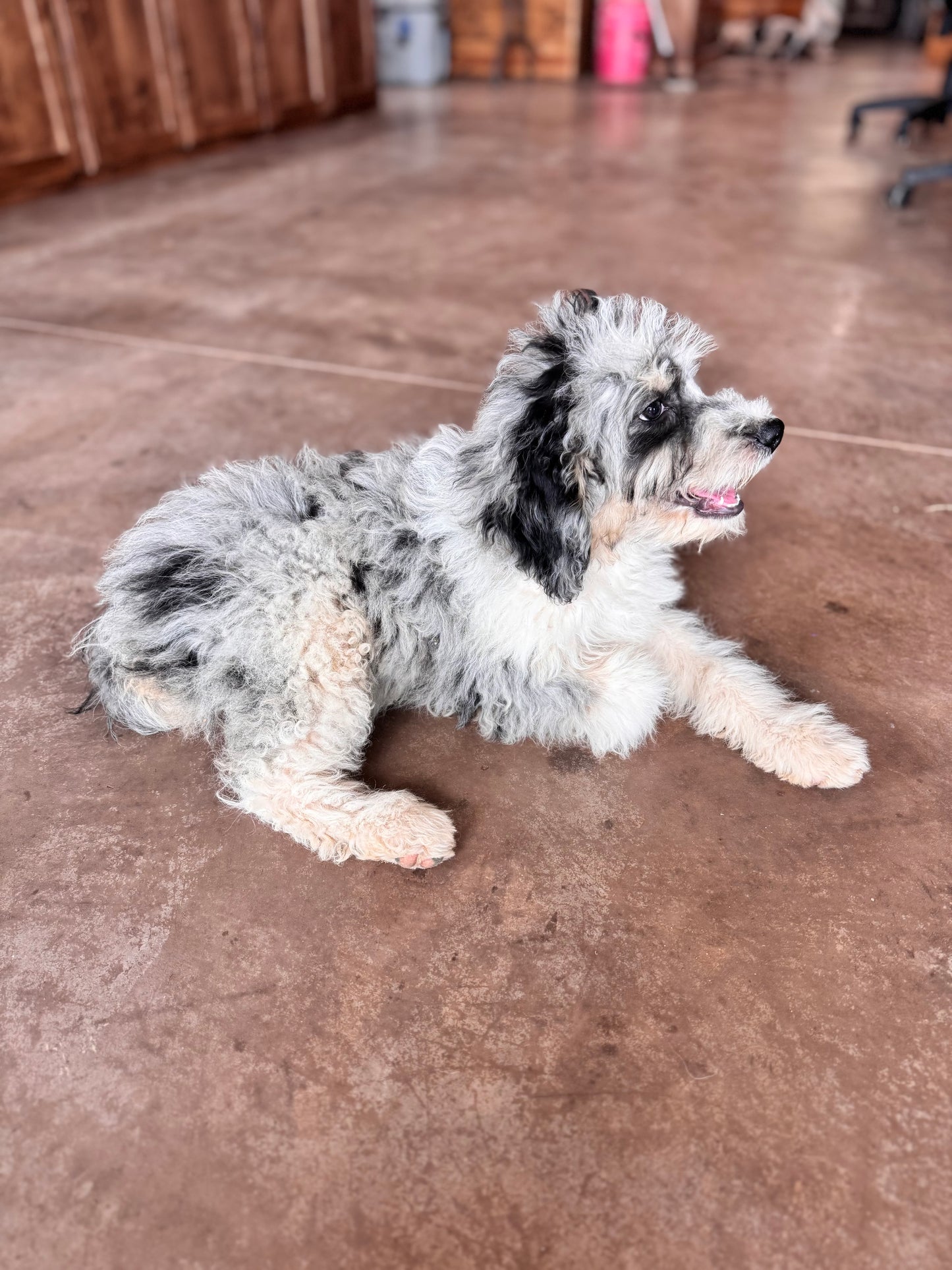 F1B Mini Bernedoodle (female) “Vivian”