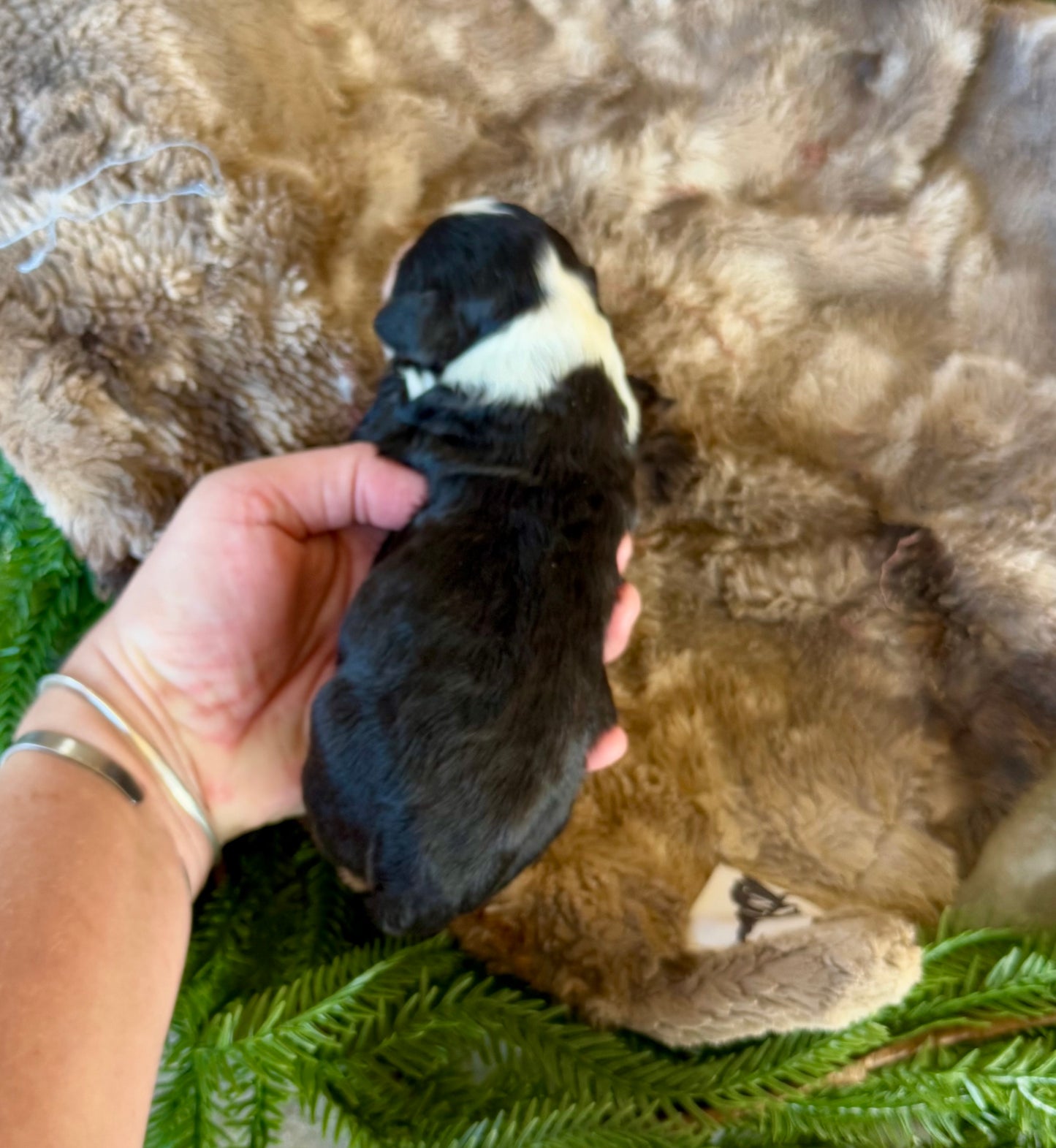 F1 Standard Bernedoodle (female) "Minnie”