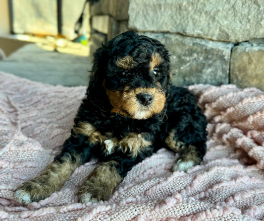 F1BB Micro/Mini Bernedoodle (female) "Bunny”