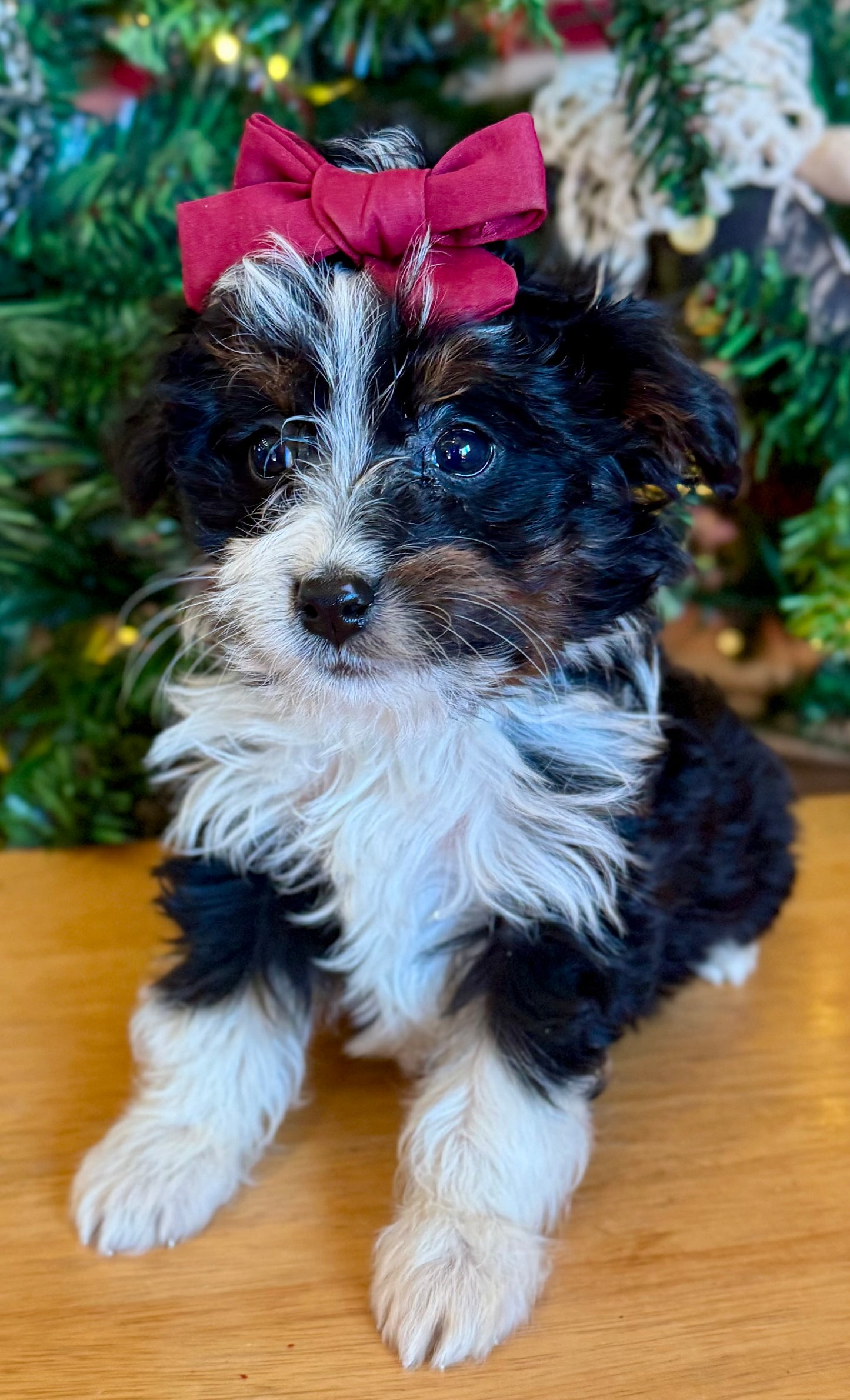 F1B Micro/Mini Bernedoodle (female) "Linnie”