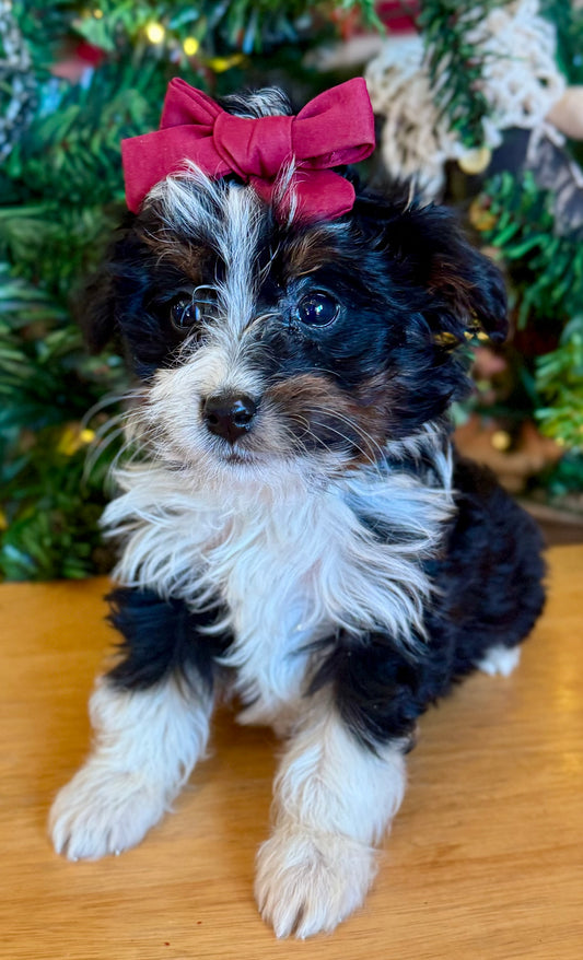 F1B Micro/Mini Bernedoodle (female) "Linnie”