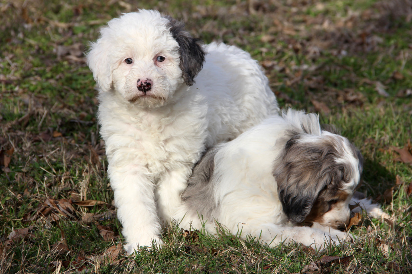 F1bb Micro/Mini Bernedoodle (male) "Lefty"