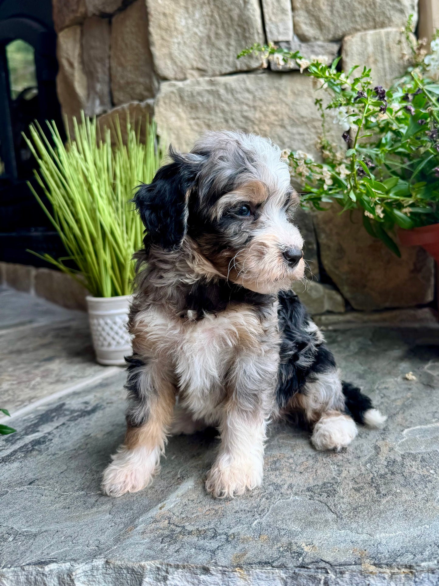 F1B mini Bernedoodle (female) “Happy”