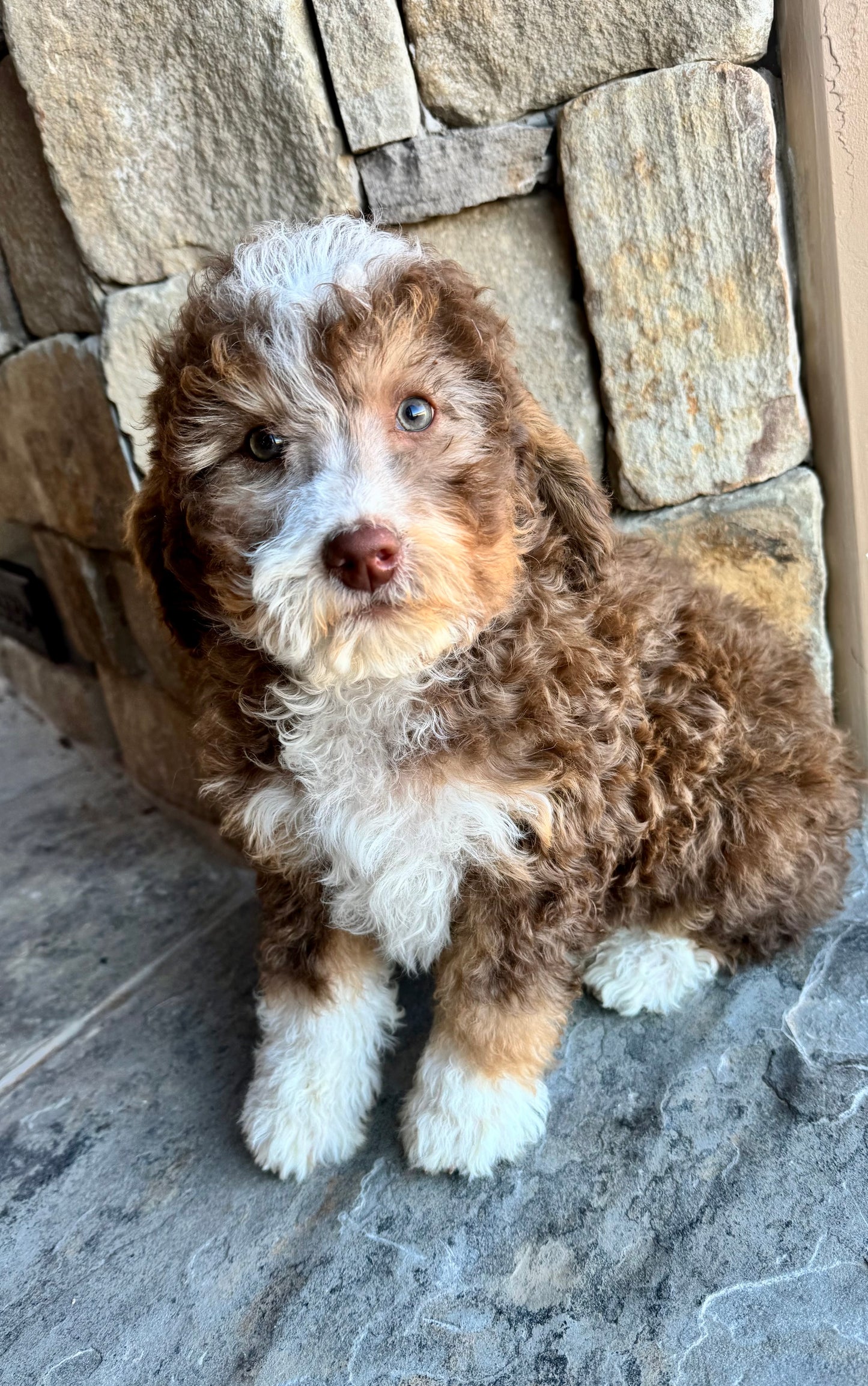 F1bb Micro/Mini Bernedoodle (male) "Cinnamon"