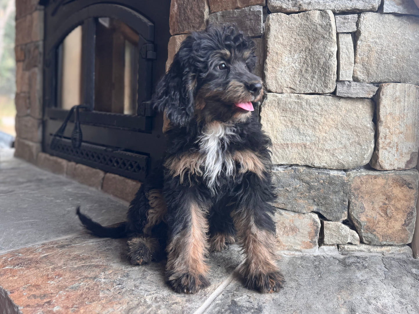 F1 mini  Bernedoodle (female) "Plum”