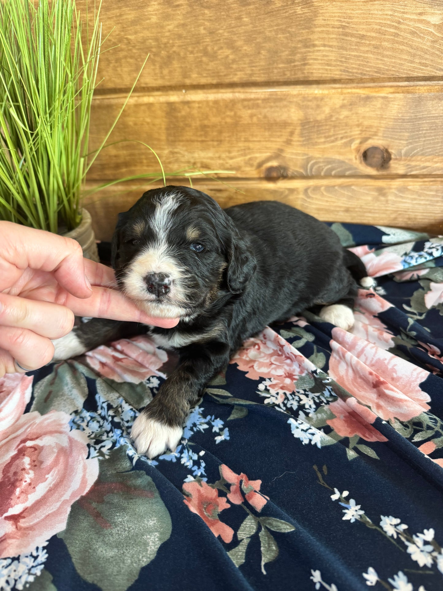 F1 Standard Bernedoodle (female) “Diamond”