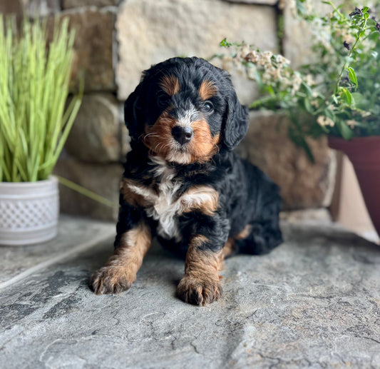 F1 mini  Bernedoodle (female) "Strawberry"