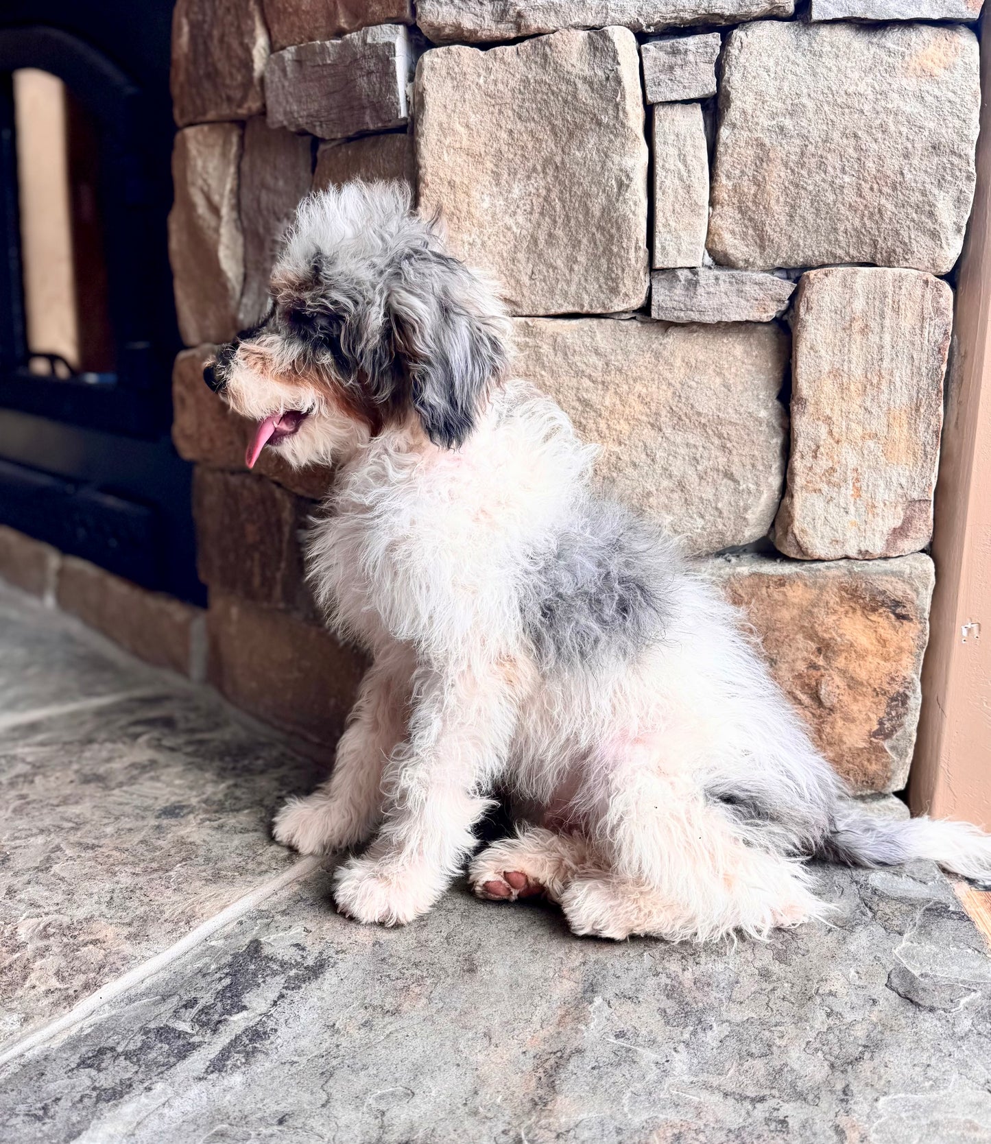 F1B mini Bernedoodle (male) “ Bashful”