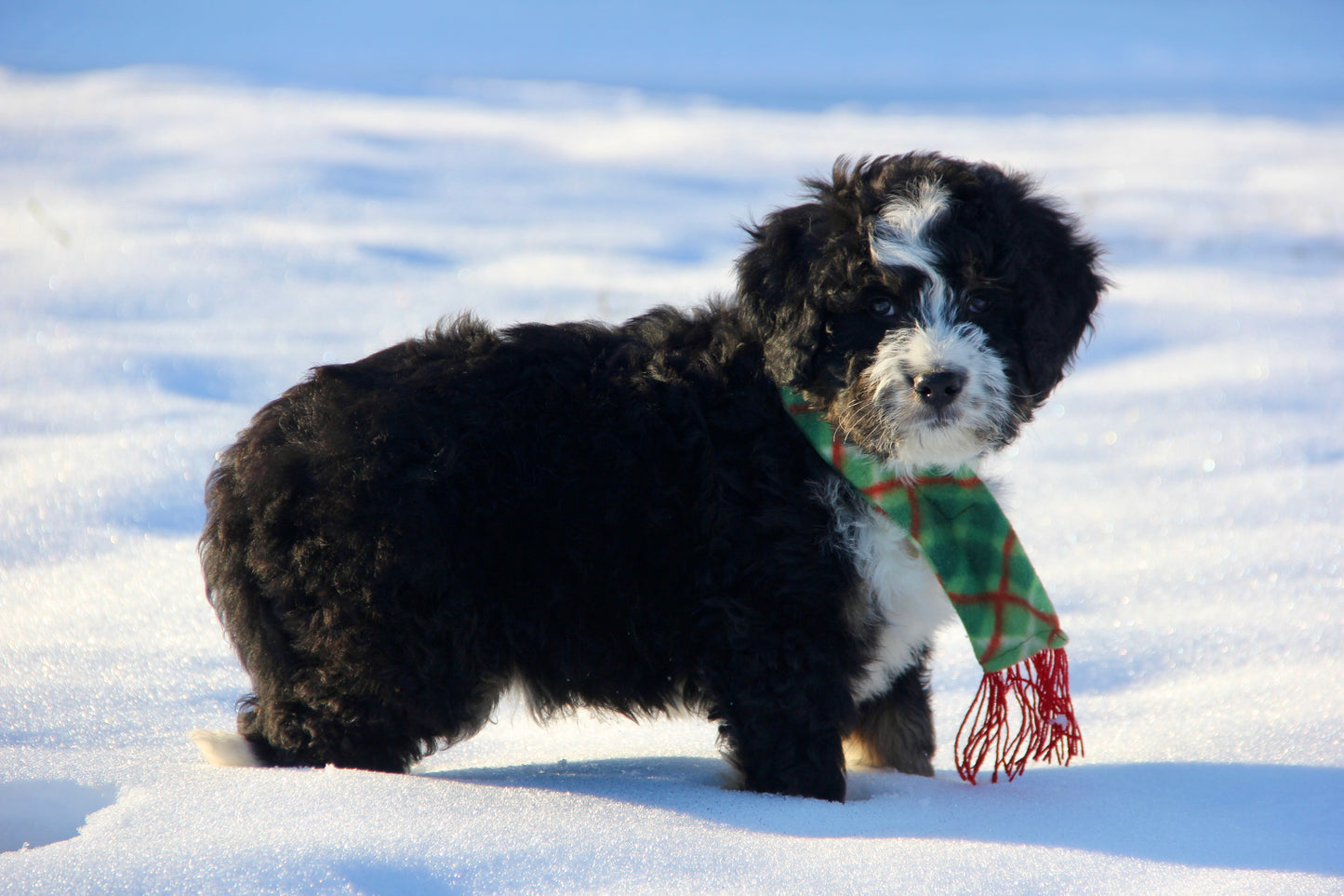 F1 Standard Bernedoodle (male) "Tank"