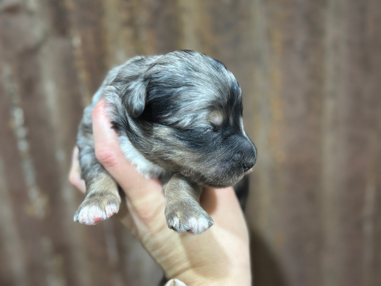 F1b Mini Bernedoodle (male) "Dean”