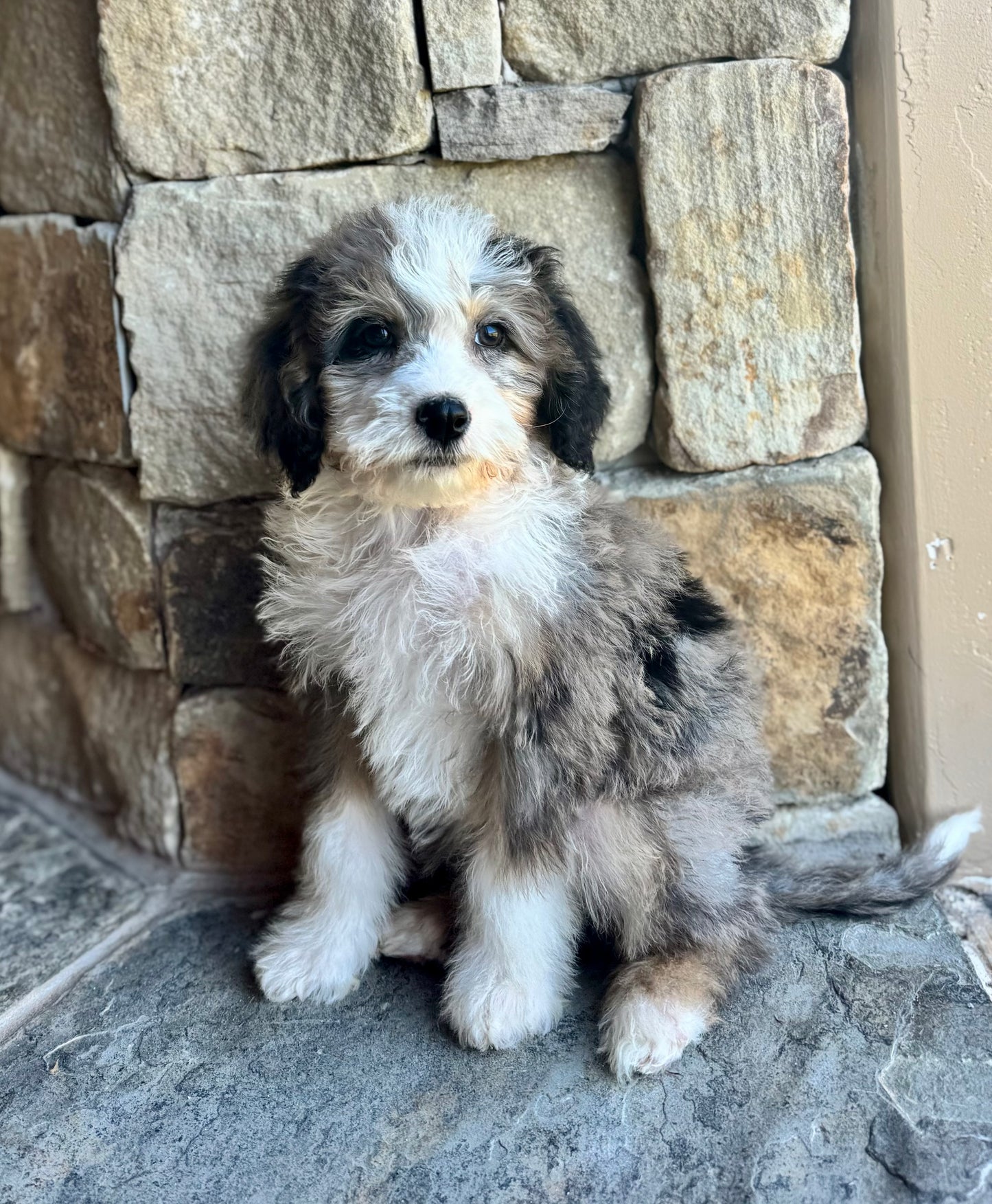 F1B Mini  Bernedoodle (male) “Fanta”