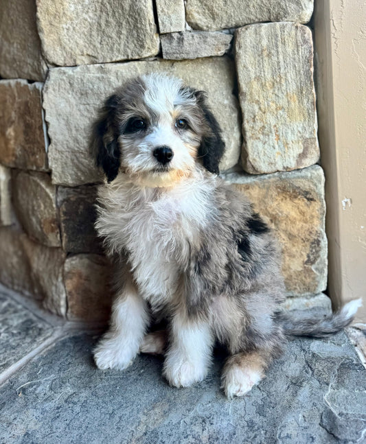 F1B Mini  Bernedoodle (male) “Fanta”