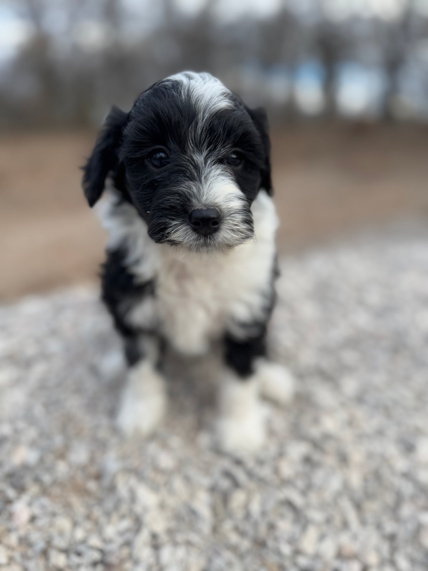 F1b Mini Bernedoodle (female) "Lorelai”