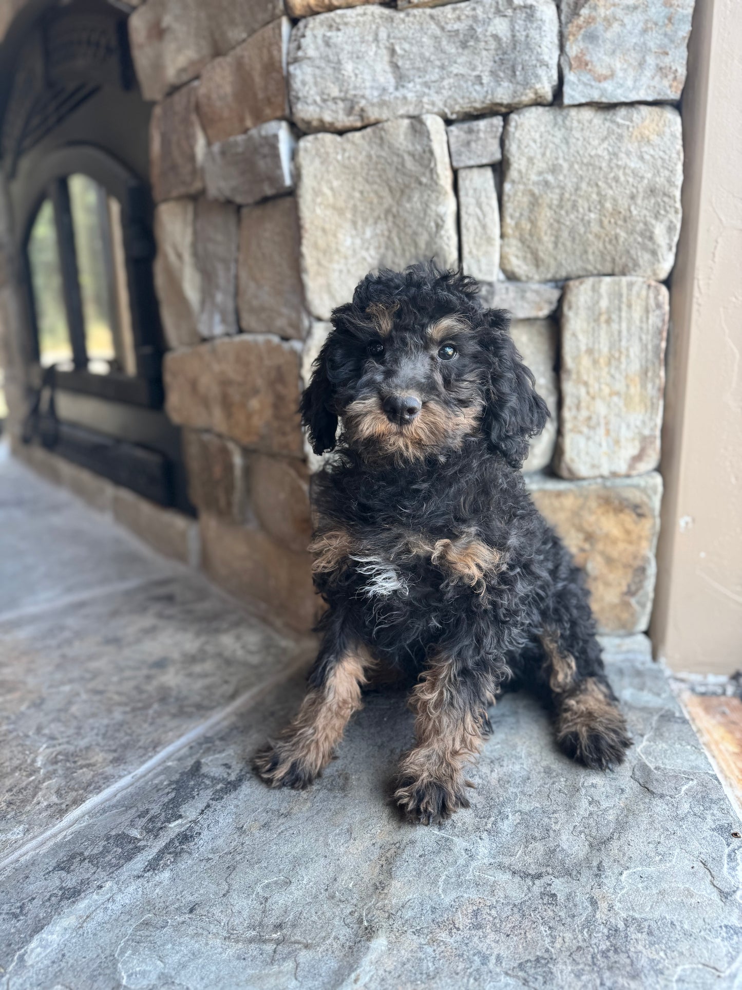 F1B mini Bernedoodle (male) “ Raven”