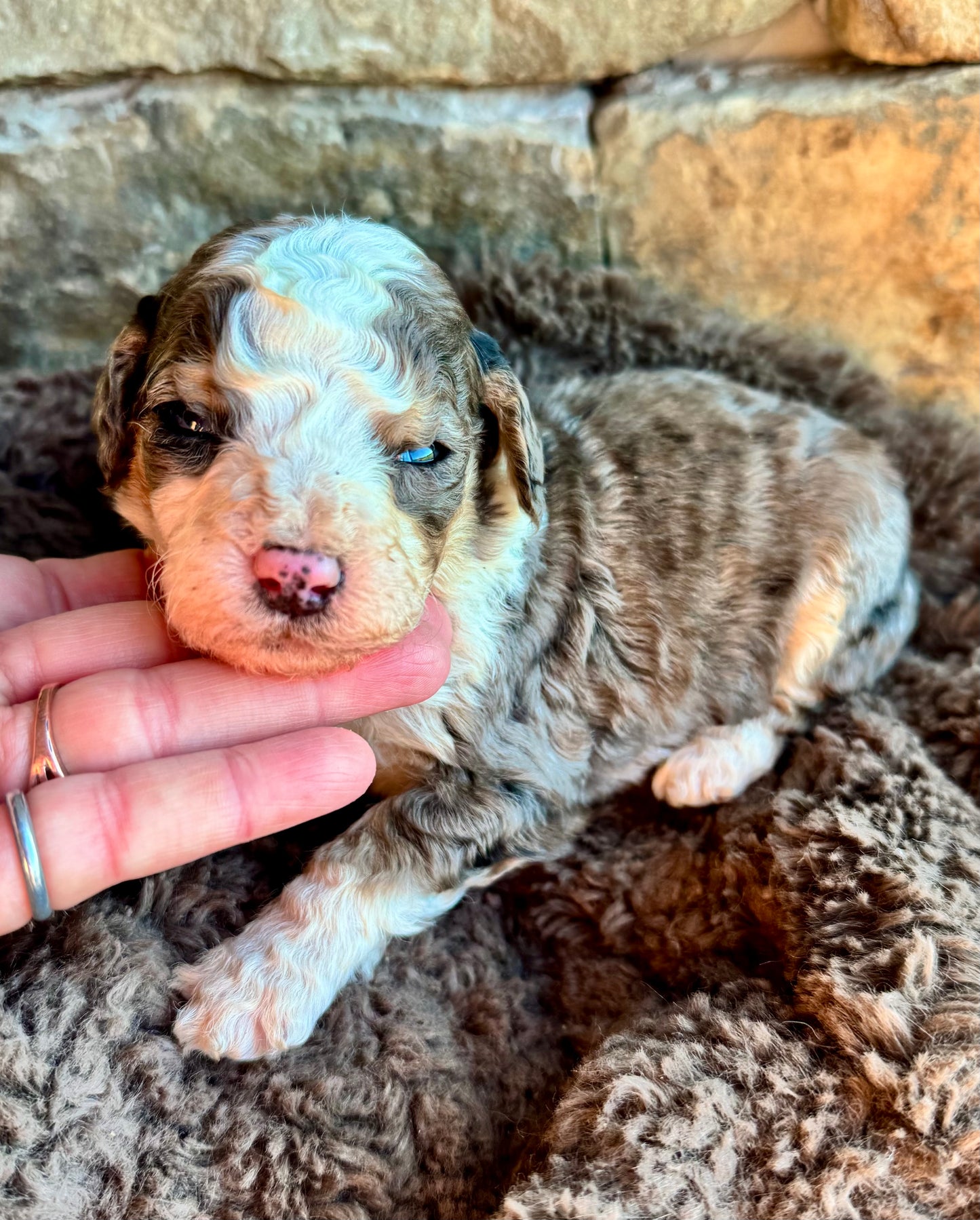 F1B Mini/ Medium Bernedoodle (male) “Dr.Pepper”