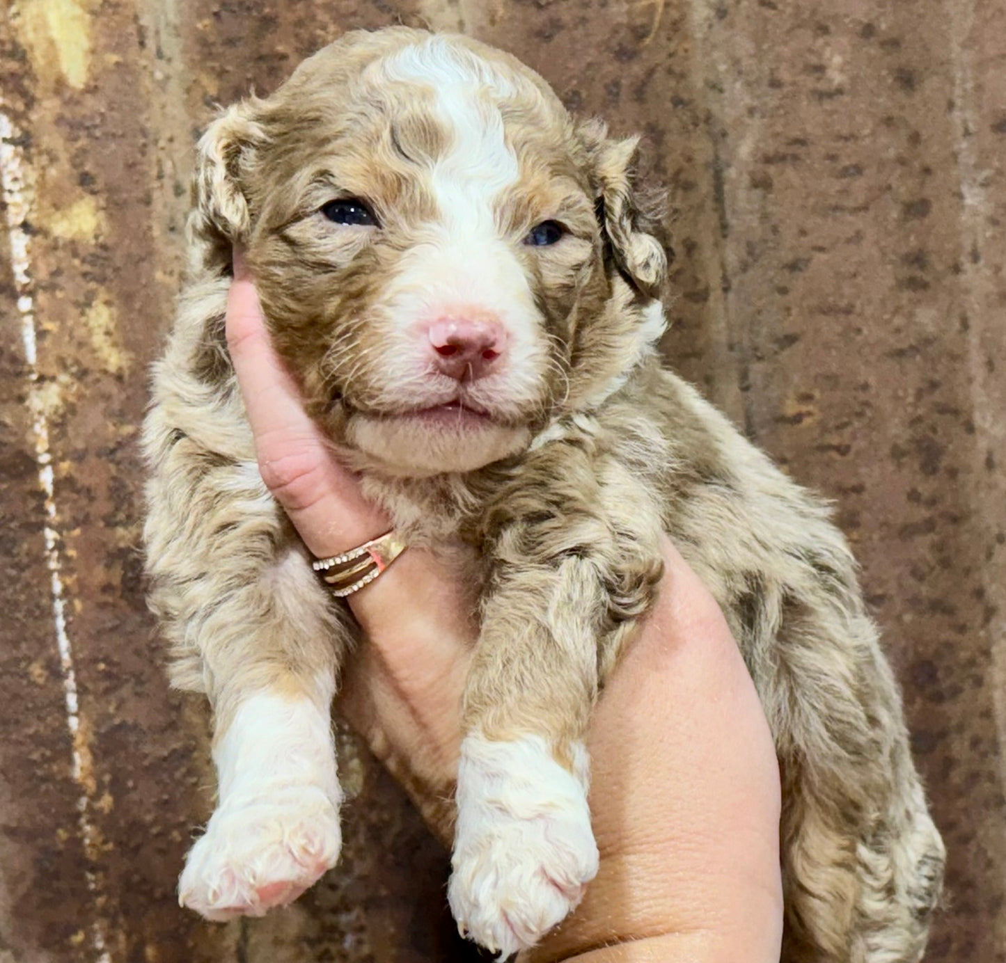 F1B Medium Bernedoodle (male) "Captain Gantu ”