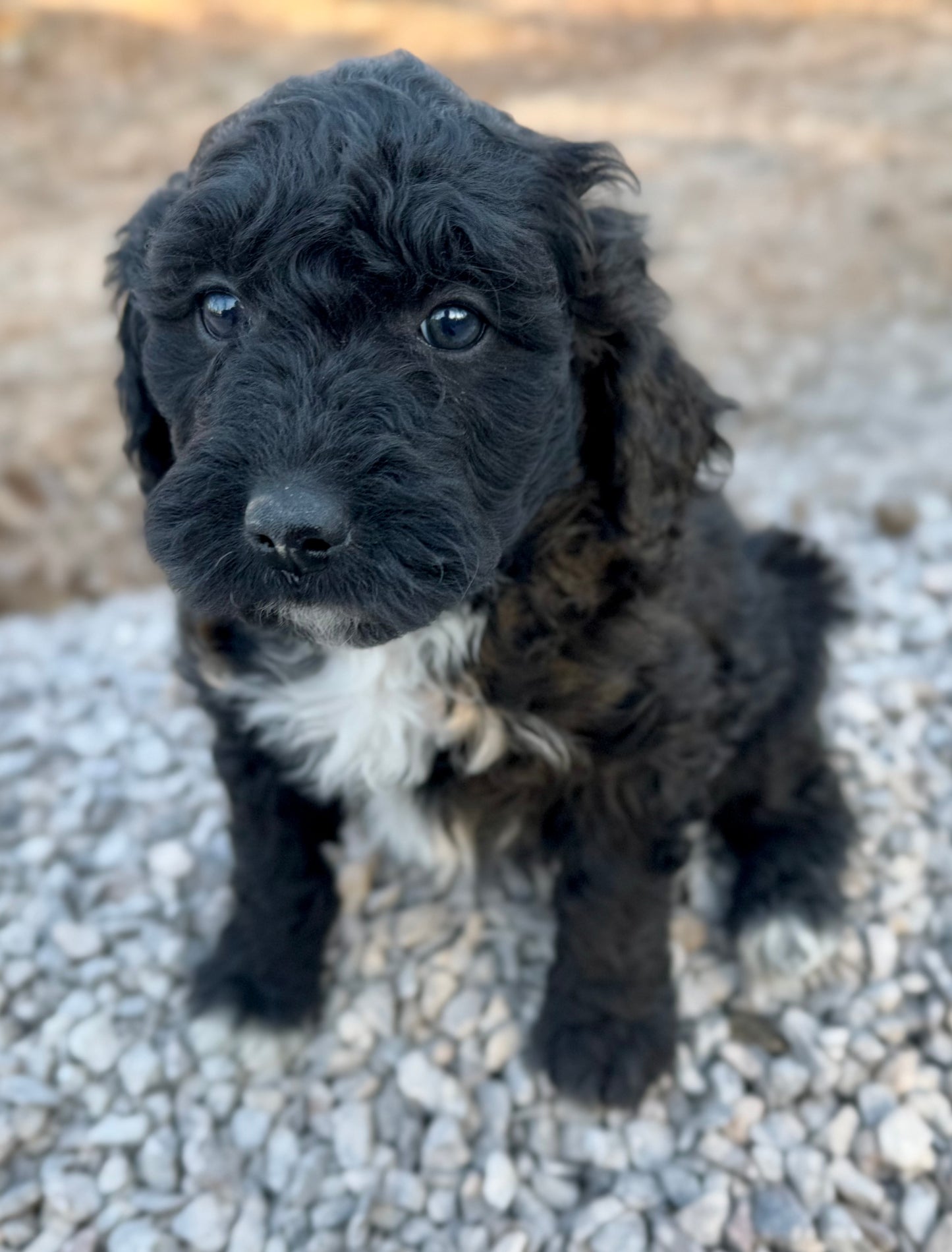 F1b Mini Bernedoodle (male) "Logan”