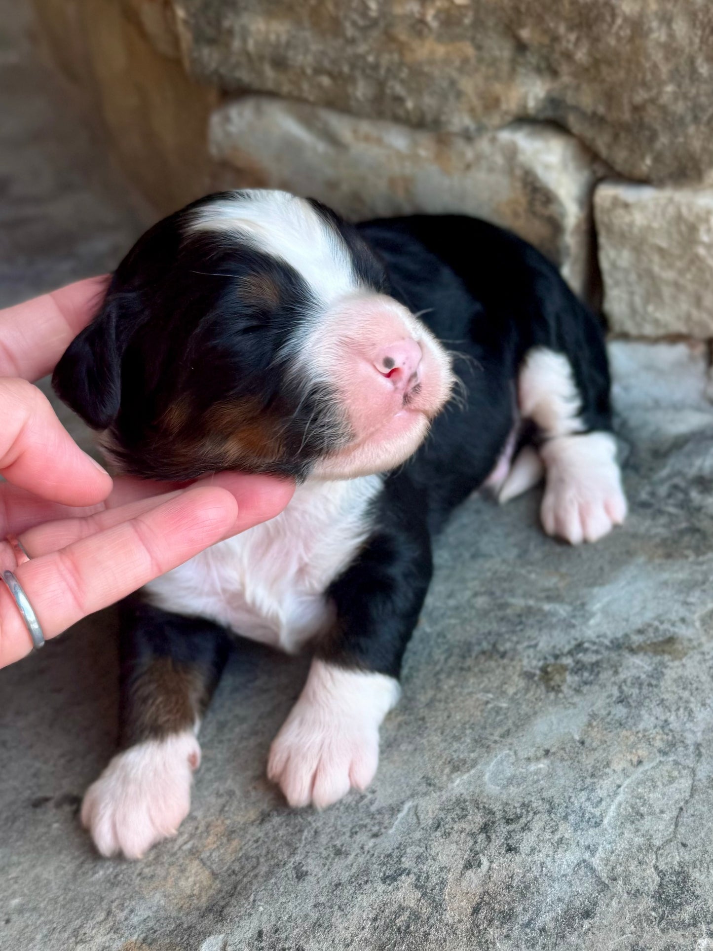 F1 mini  Bernedoodle (male) "Wheat”