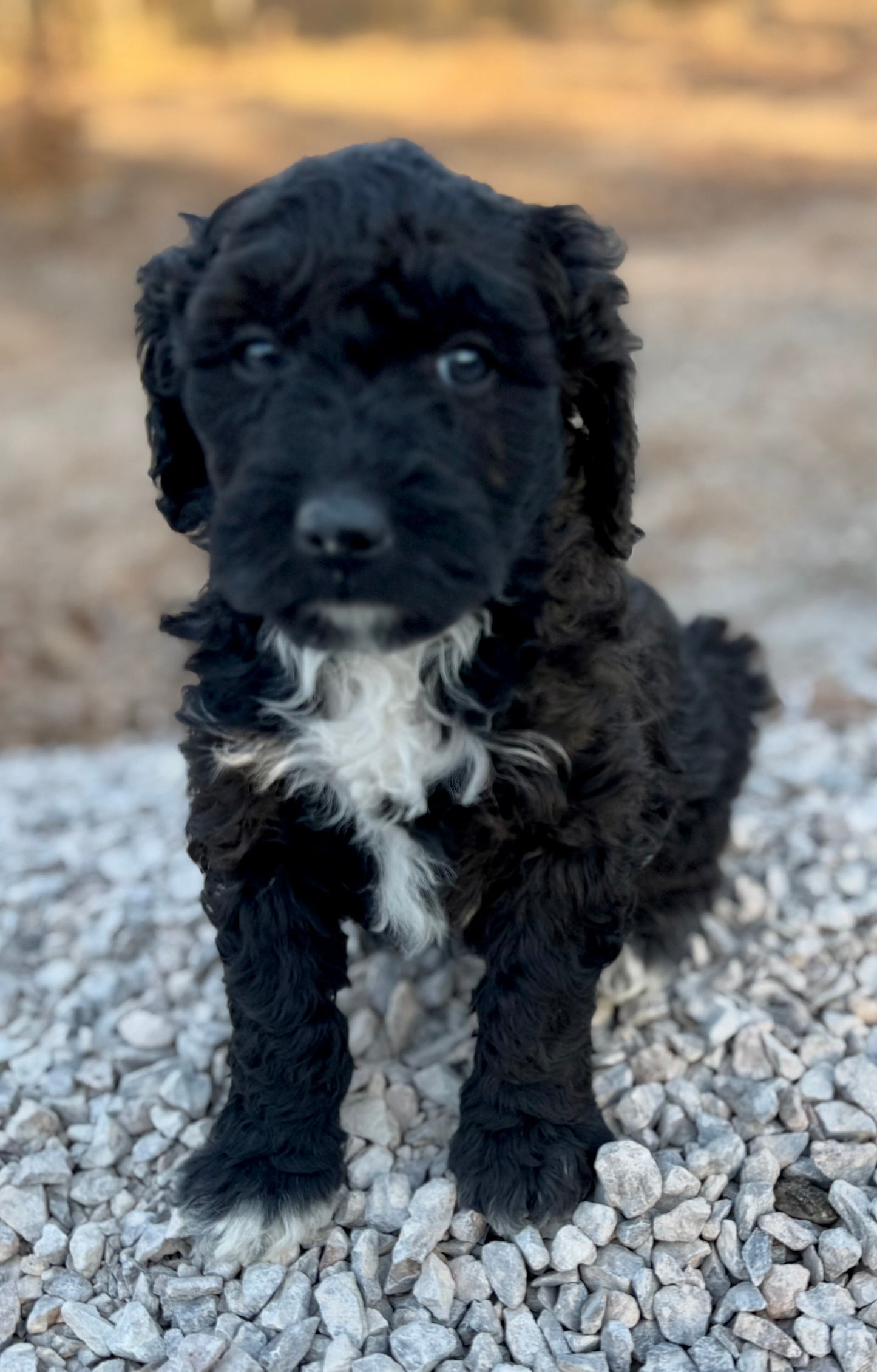 F1b Mini Bernedoodle (male) "Logan”