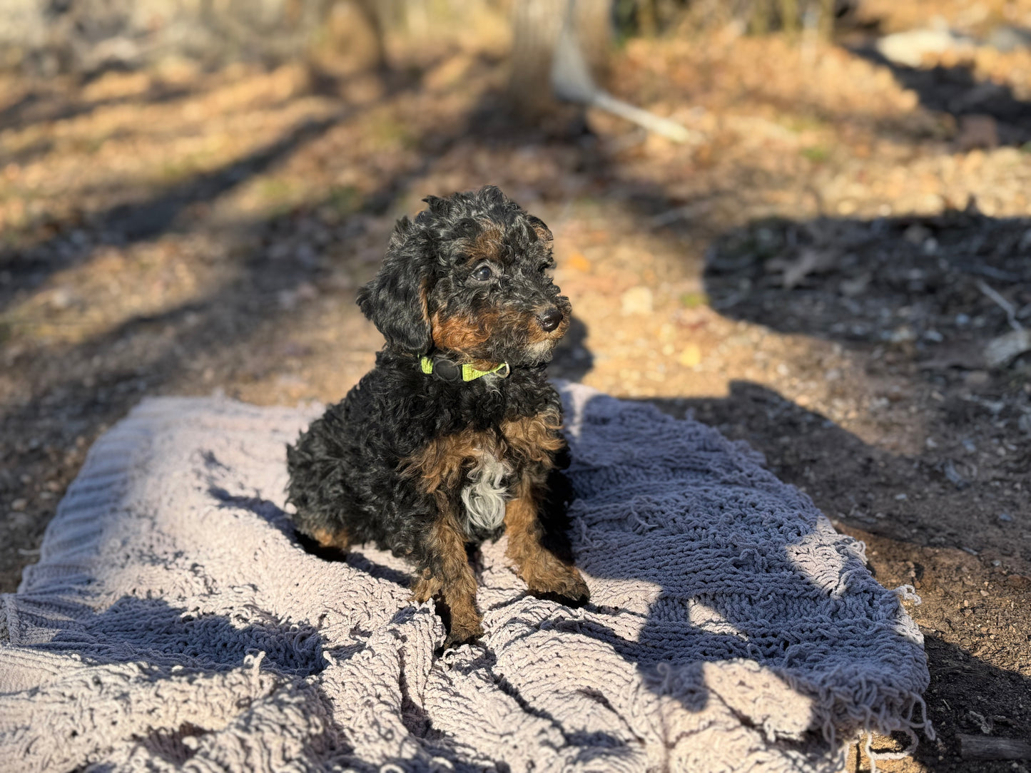 F1bb Micro Bernedoodle (Male) "Grinch"