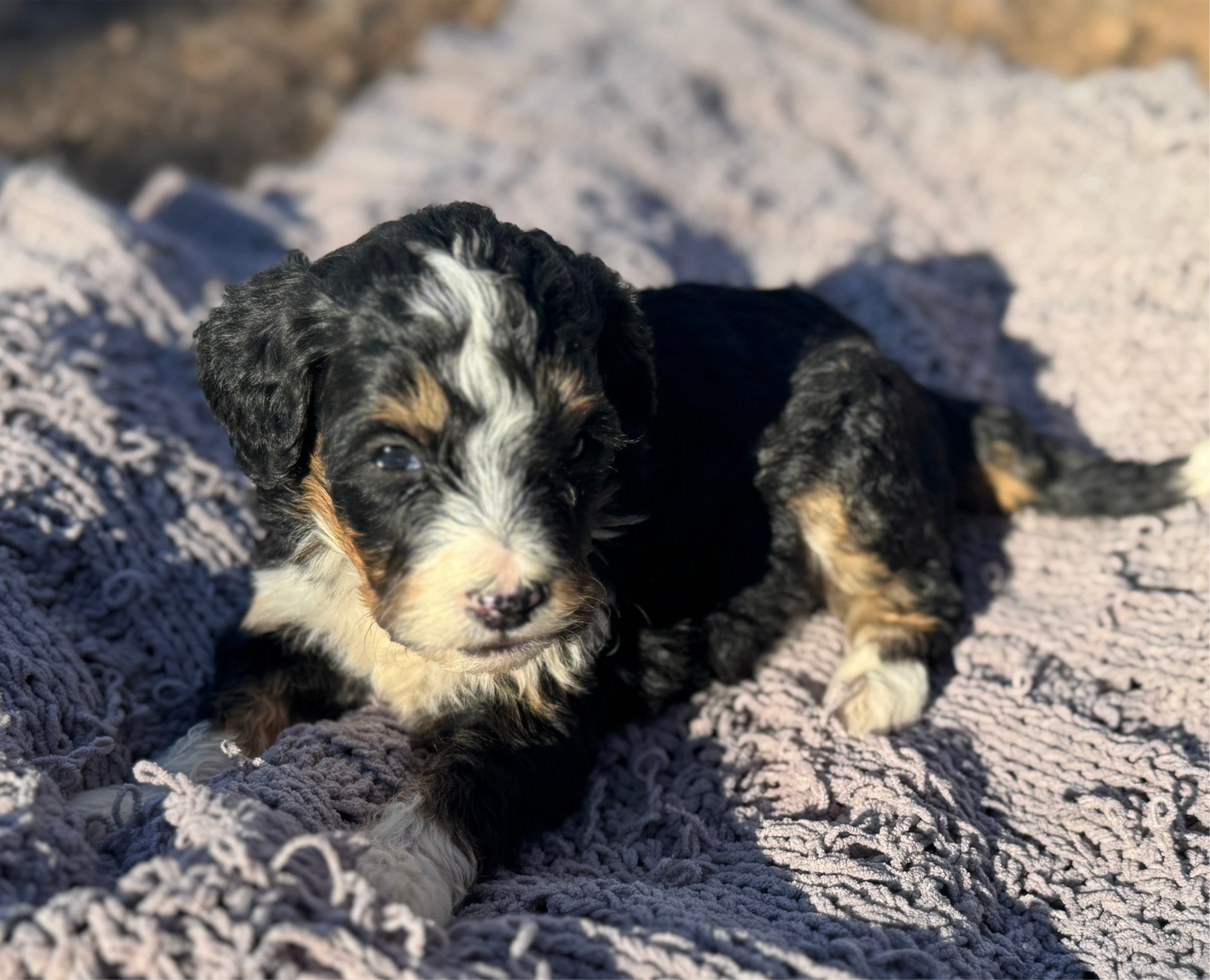 F1 Mini/medium Bernedoodle (female) "Abigail”