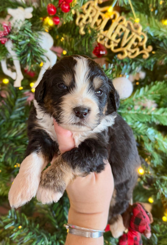 F1 Standard Bernedoodle (male) “Donald Duck”
