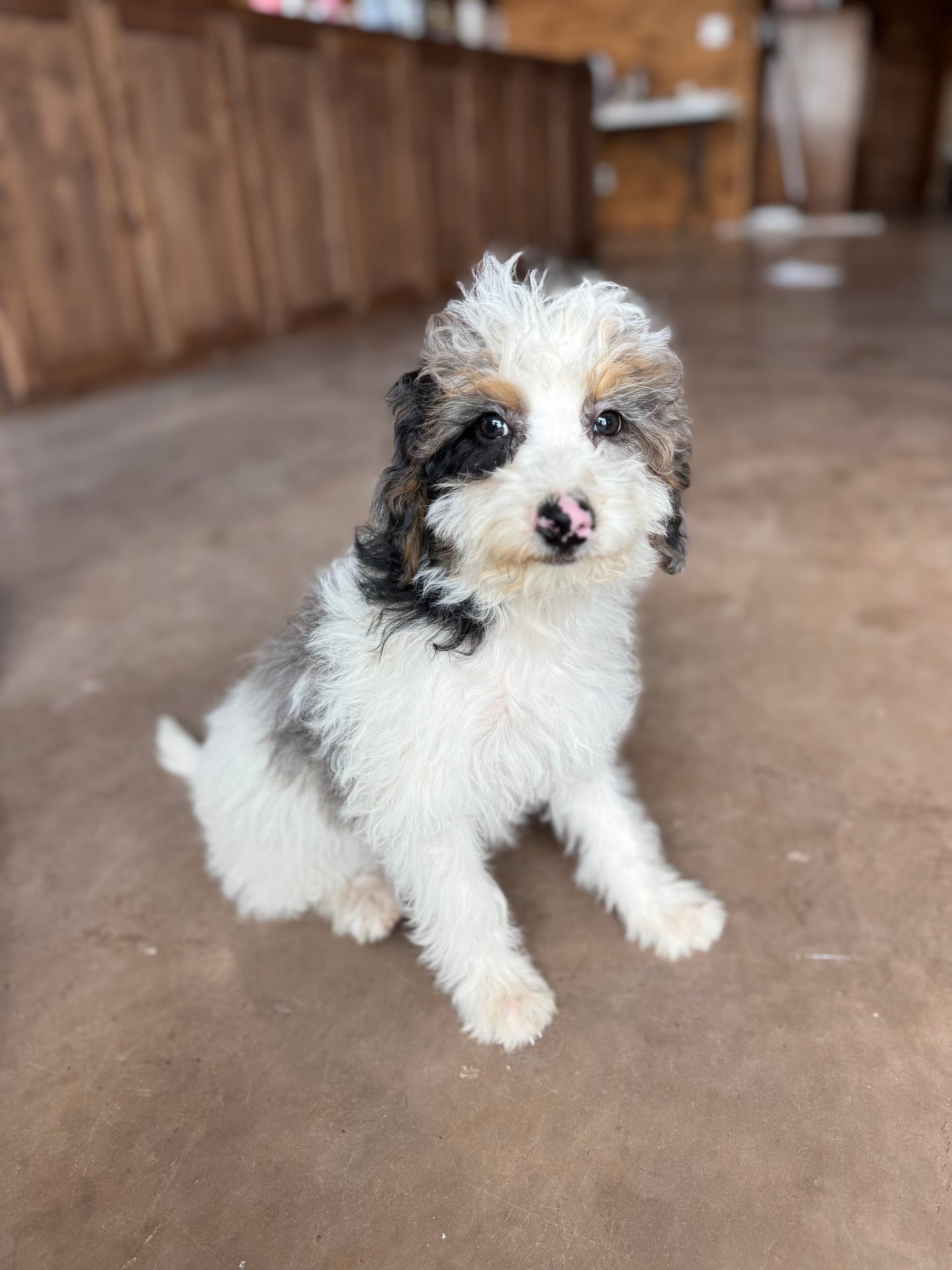 F1B mini Bernedoodle (male) “ Doc”
