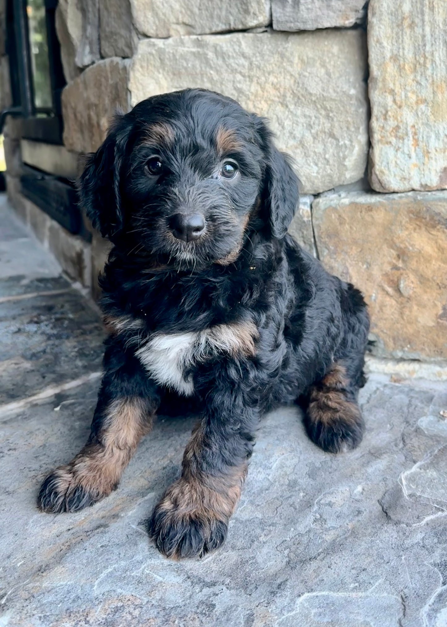 F1 mini  Bernedoodle (female) "BlackBerry”