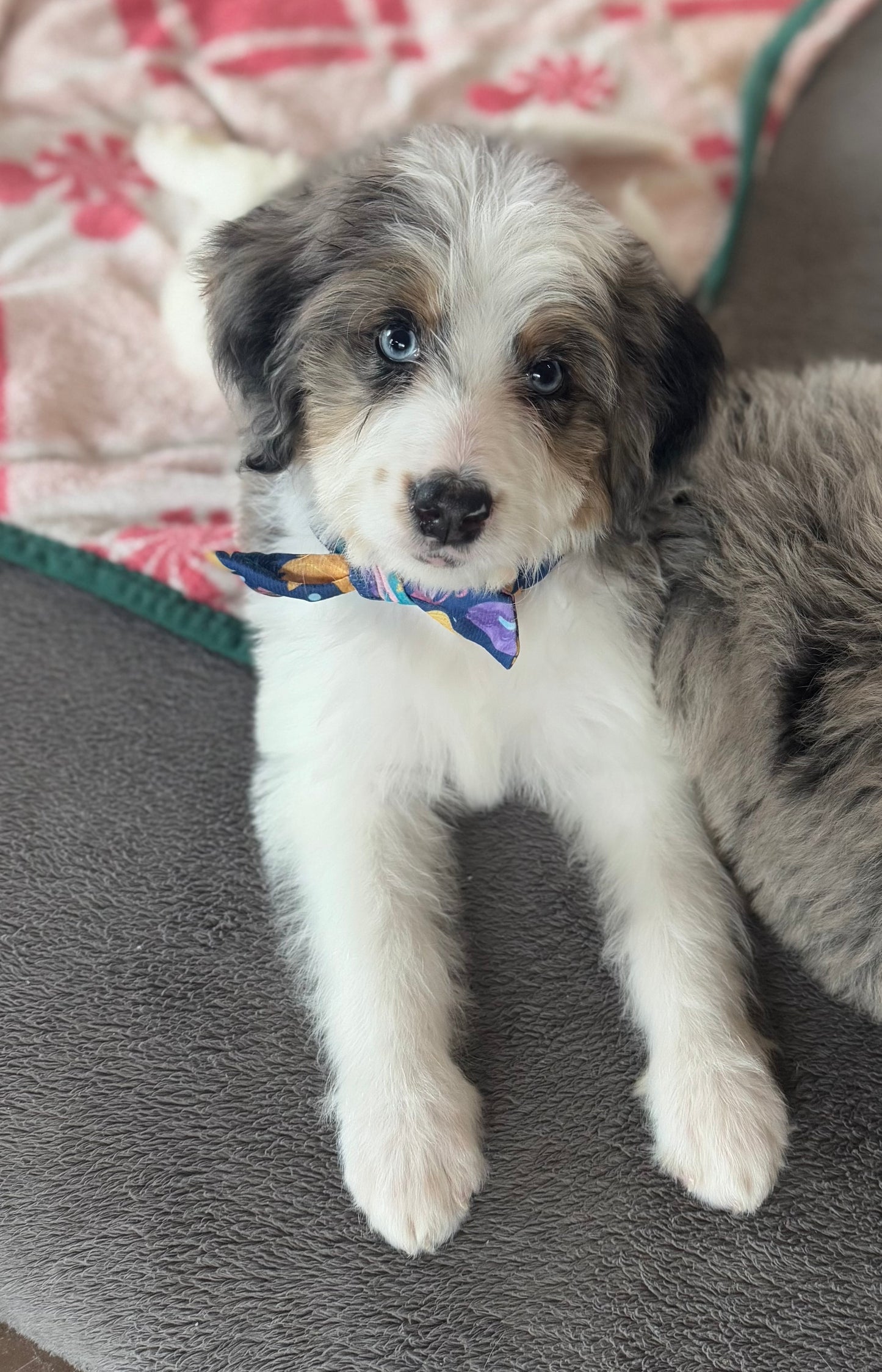 F1B Mini Bernedoodle (female) "Princess Atta”