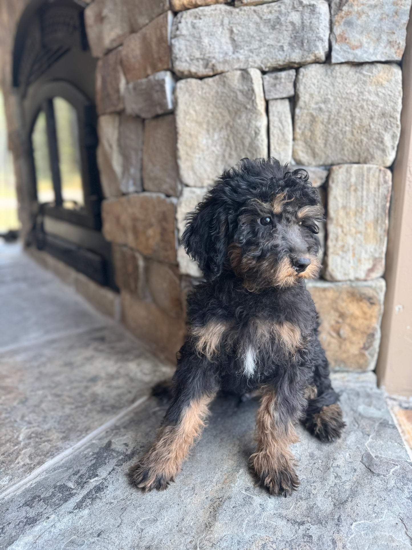 F1B mini Bernedoodle (male) “ Raven”