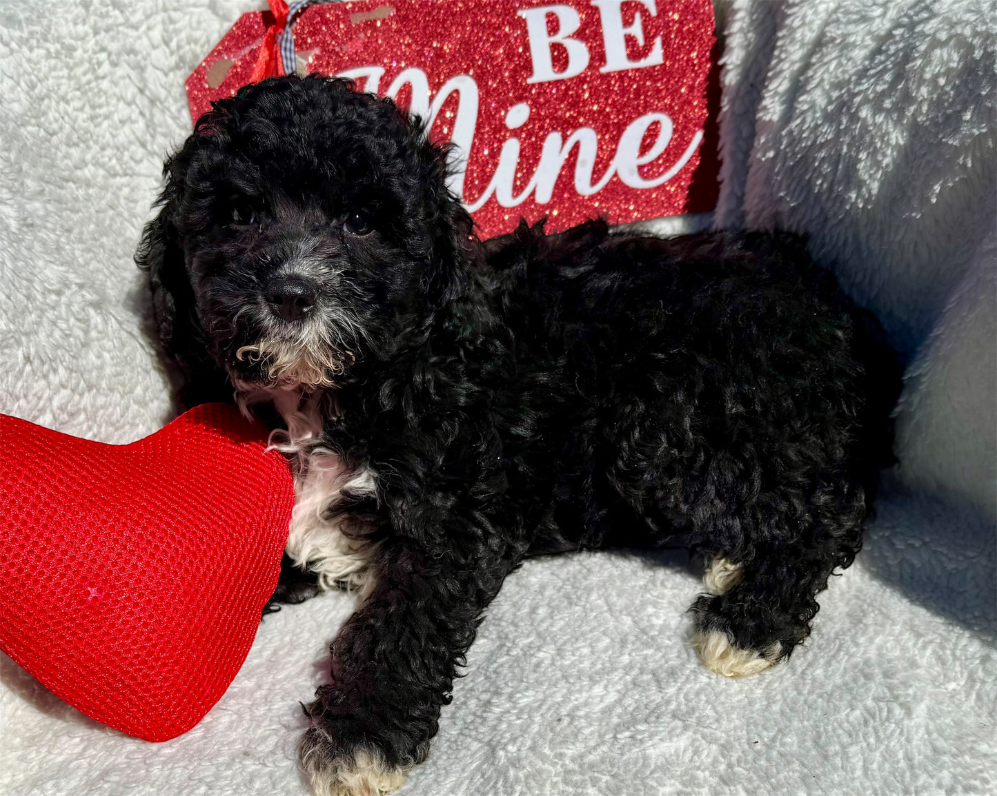 Micro Multigen Bernedoodle (male) "Ross”